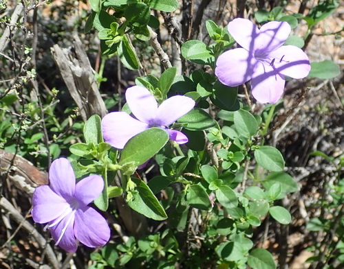 Barleria obtusa