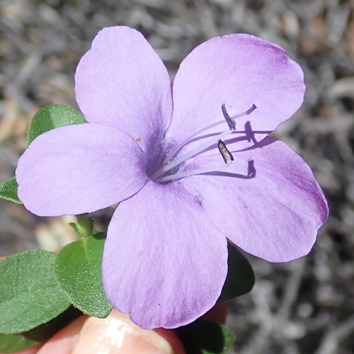 Barleria obtusa