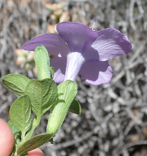 Barleria obtusa