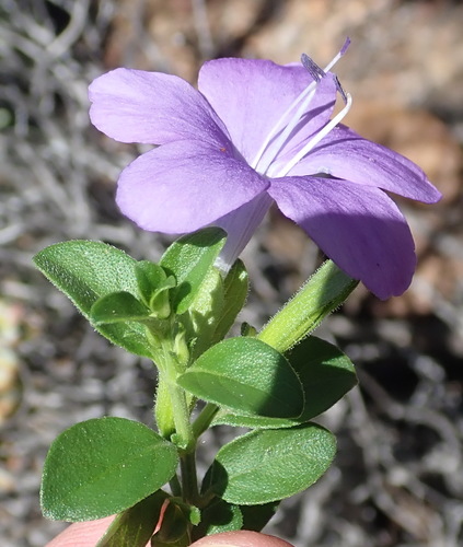 Barleria obtusa