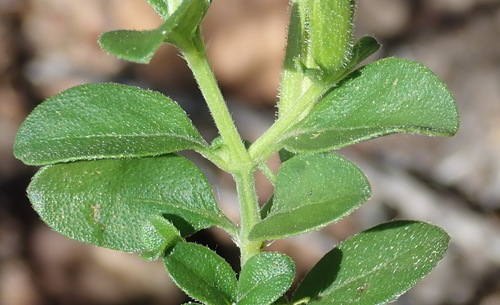 Barleria obtusa