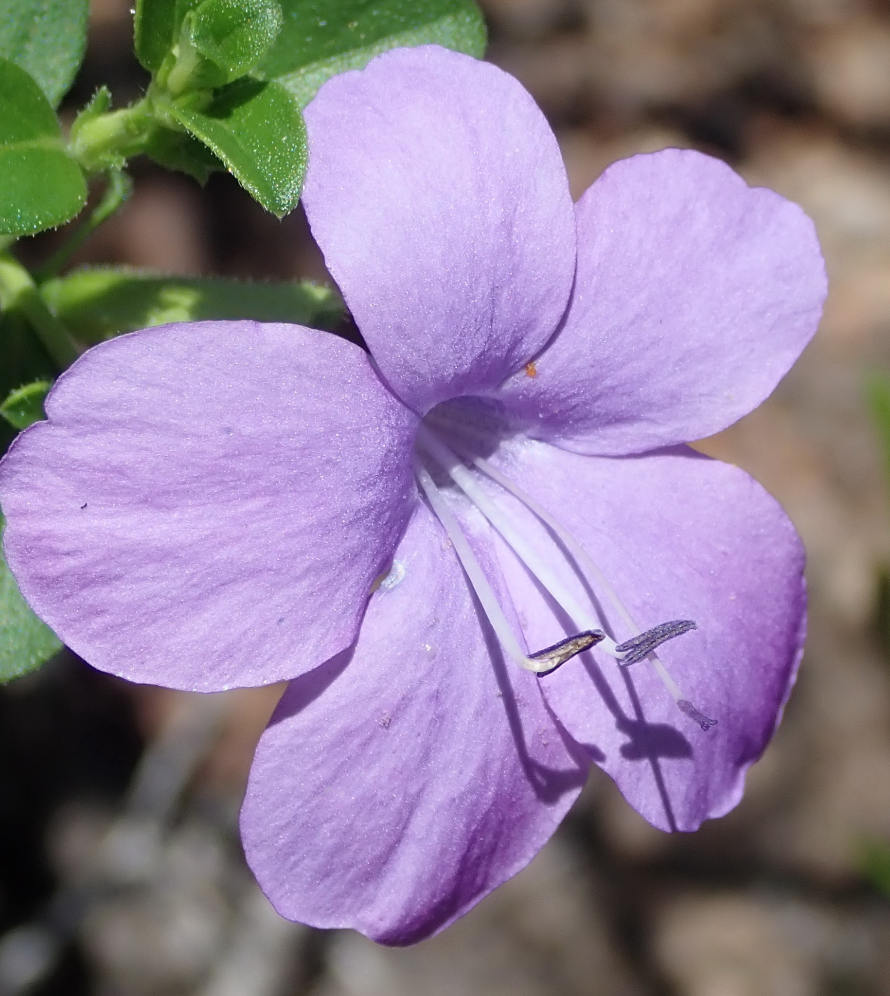 Barleria
