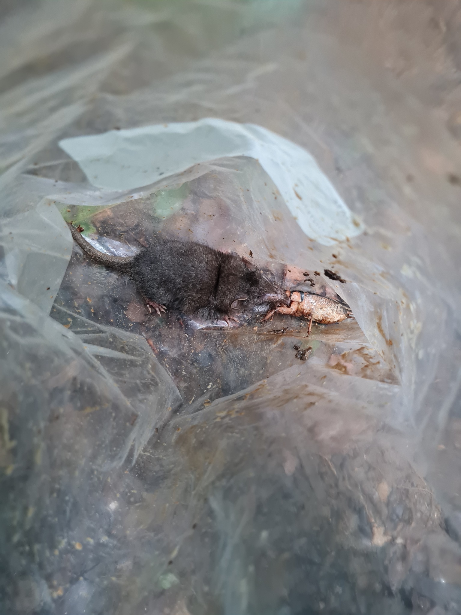 Mount Nimba Giant Forest Shrew photo 3