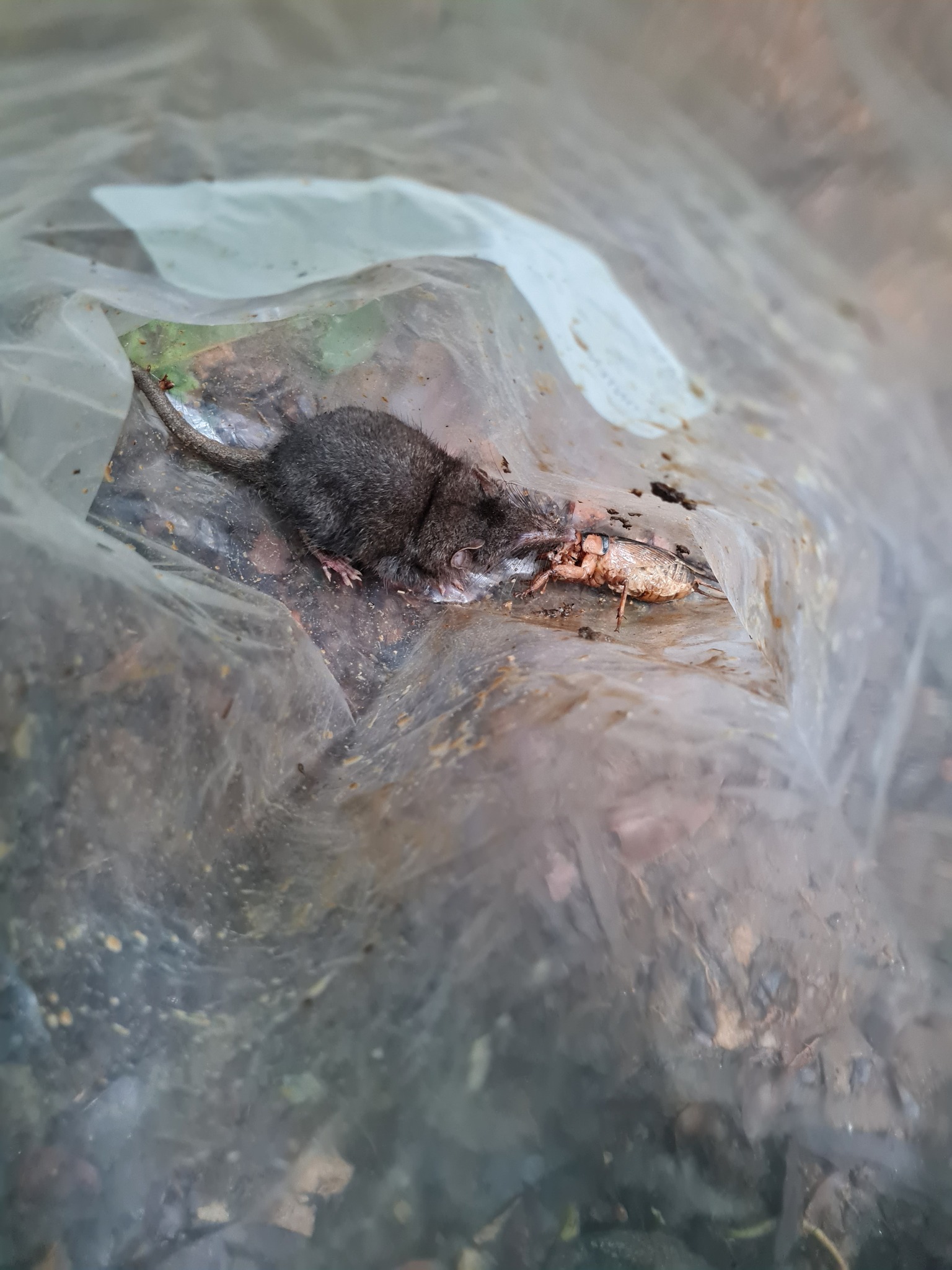 Mount Nimba Giant Forest Shrew photo 2