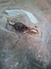 Mount Nimba Giant Forest Shrew photo 1
