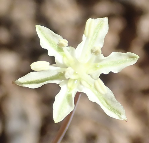 Strumaria gemmata
