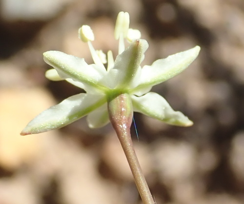 Strumaria gemmata