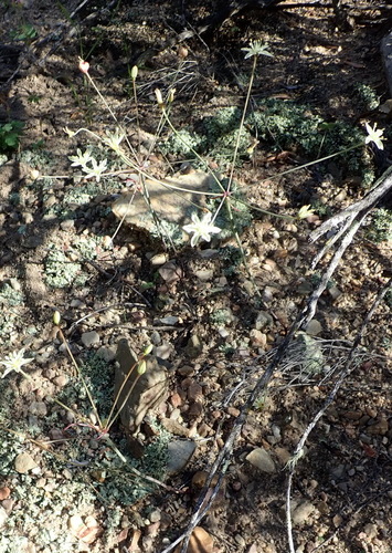 Strumaria gemmata