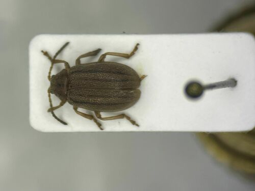 Ophraella pilosa
