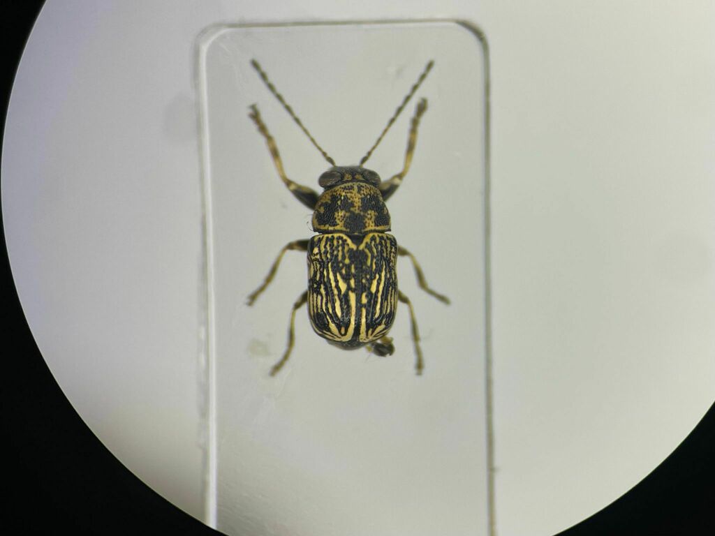 Pachybrachis luctuosus