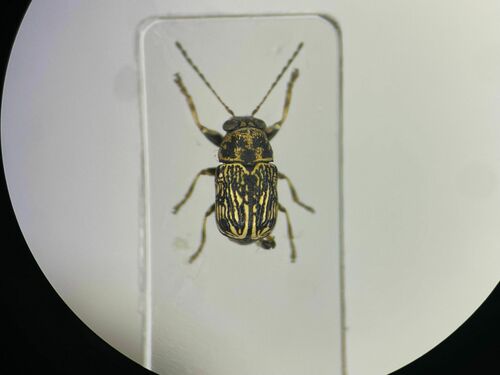 Pachybrachis luctuosus