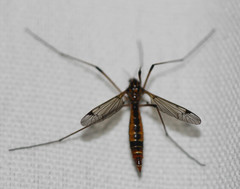 Tipula californica