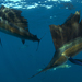 Sailfish - Photo (c) edgarku, some rights reserved (CC BY-NC)