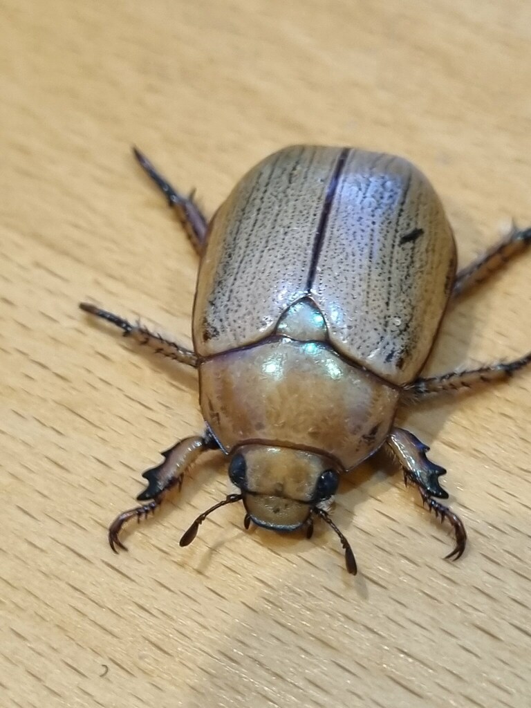 Anoplognathus pindarus