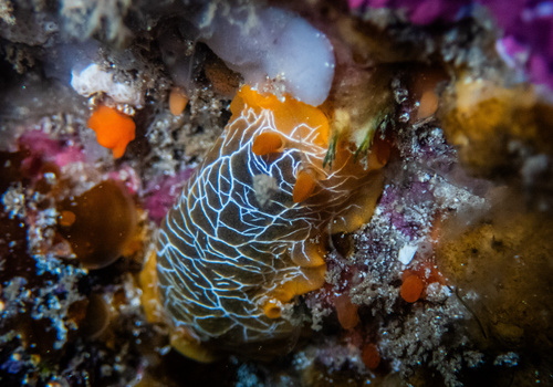 scribbled nudibranch