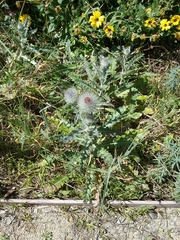 Cirsium occidentale