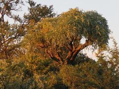 Cussonia paniculata sinuata