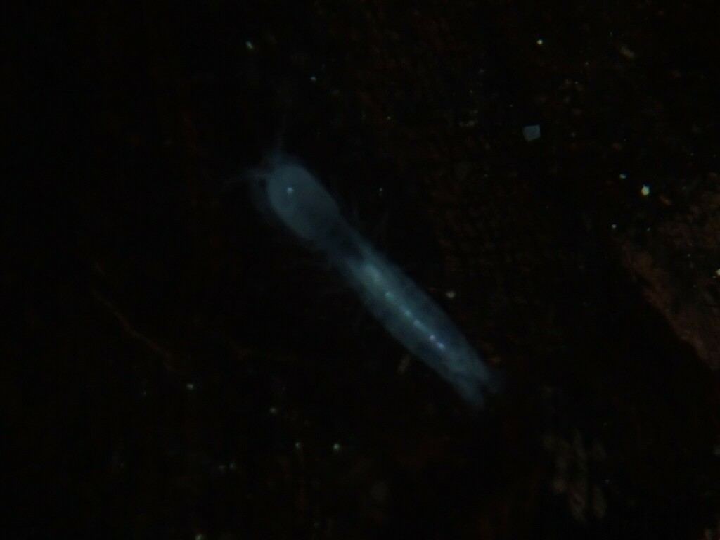 Stygiomysis holthuisi
