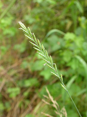 Agropyron