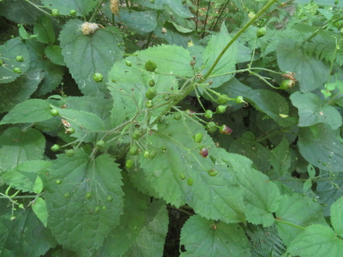 Image of Scrophularia alpestris by (c) Milan Chytrý, some rights reserved (CC BY)