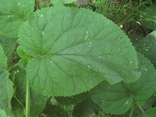 Image of Scrophularia alpestris by (c) Milan Chytrý, some rights reserved (CC BY)