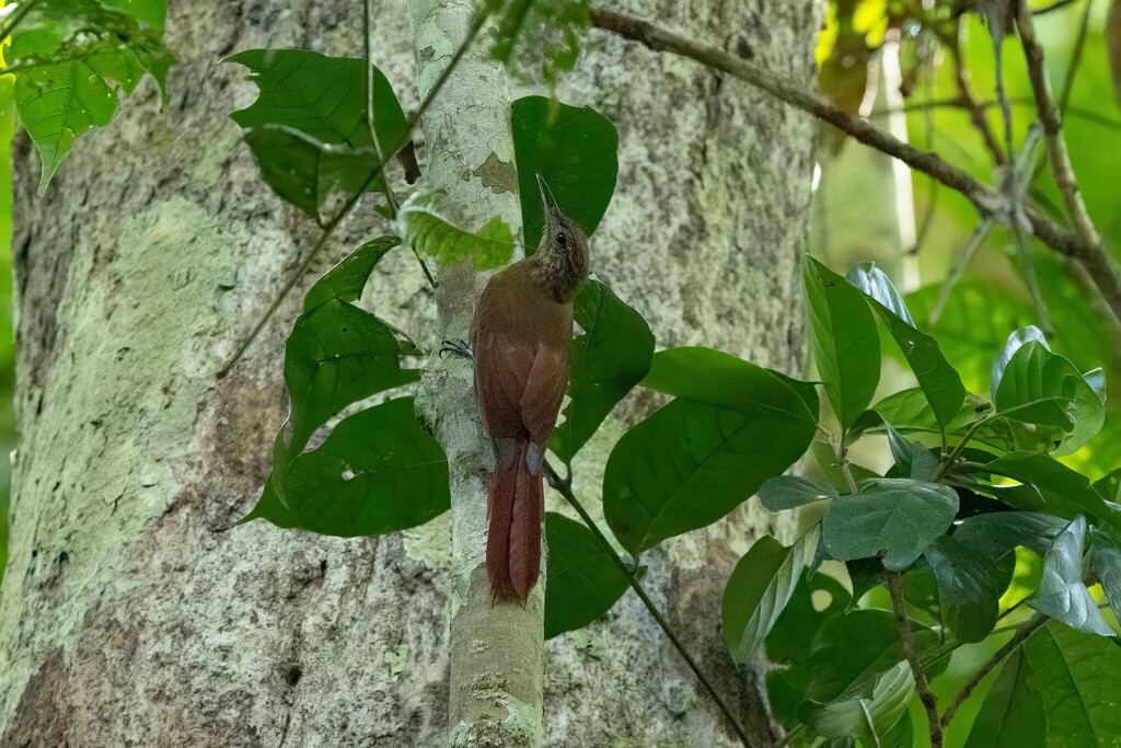 Whistling Long-tailed Woodcreeper