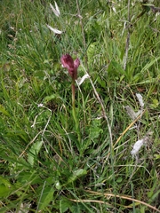Anacamptis papilionacea papilionacea