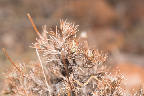 Rhodian Chamomile (Anthemis rhodensis)