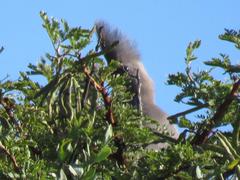 Corythaixoides concolor bechuanae
