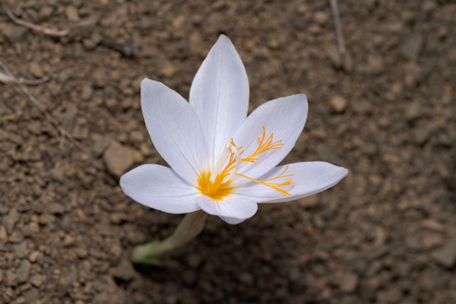 Crocus tournefortii, photograph 6
