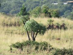 Cussonia paniculata sinuata