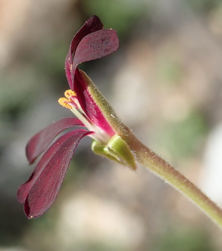 Image of Pelargonium sidoides by (c) Nicola van Berkel, some rights reserved (CC BY-SA)