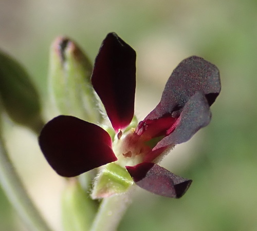 Image of Pelargonium Sidoides (Pelargonium sidoides) by (c) Nicola van Berkel, some rights reserved (CC BY-SA)