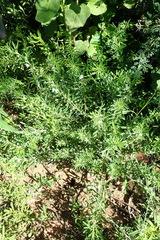 Teucrium africanum