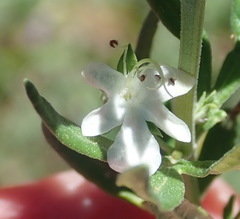 Teucrium africanum