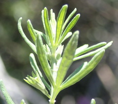 Teucrium africanum