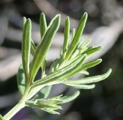 Teucrium africanum