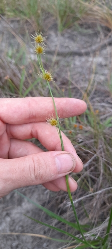 Image of Rhynchospora holoschoenoides by (c) Mathew Rees, some rights reserved (CC BY)