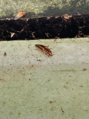 Semiotus ligneus image