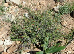 Hermannia linearifolia