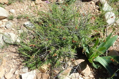Hermannia linearifolia