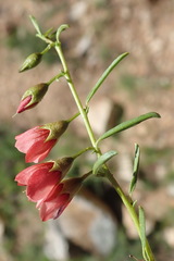 Hermannia linearifolia