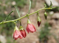 Hermannia linearifolia