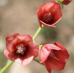 Hermannia linearifolia