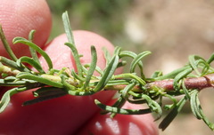 Hermannia linearifolia