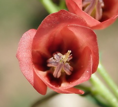 Hermannia linearifolia