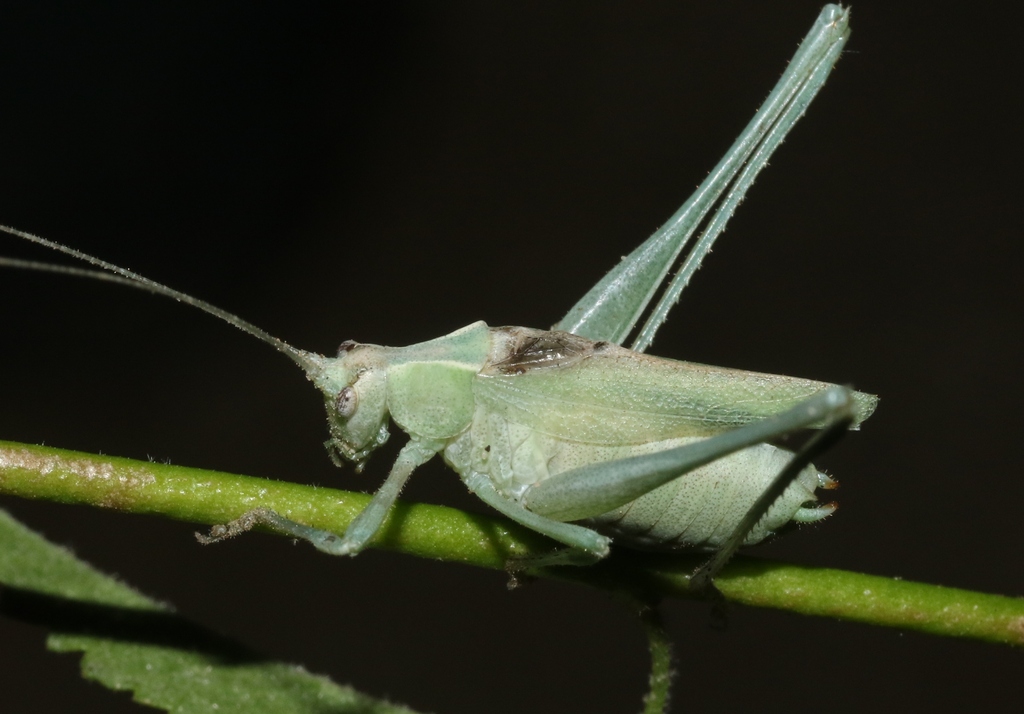 Insara lamellata