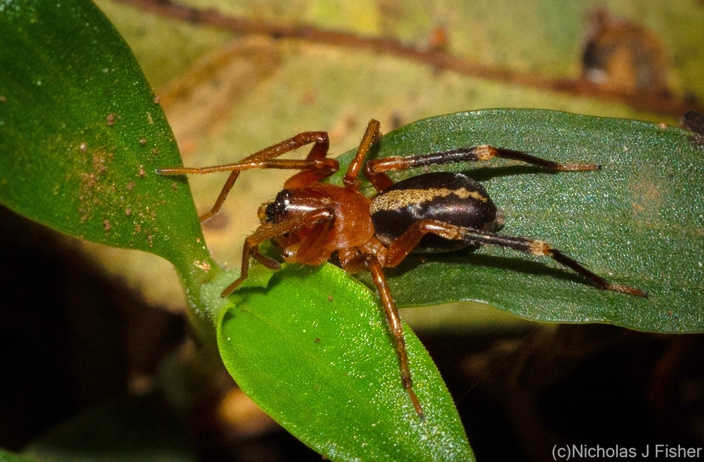 Leichhardteus albofasciatus