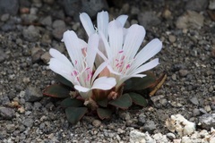 Lewisia kelloggii