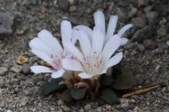 Lewisia kelloggii